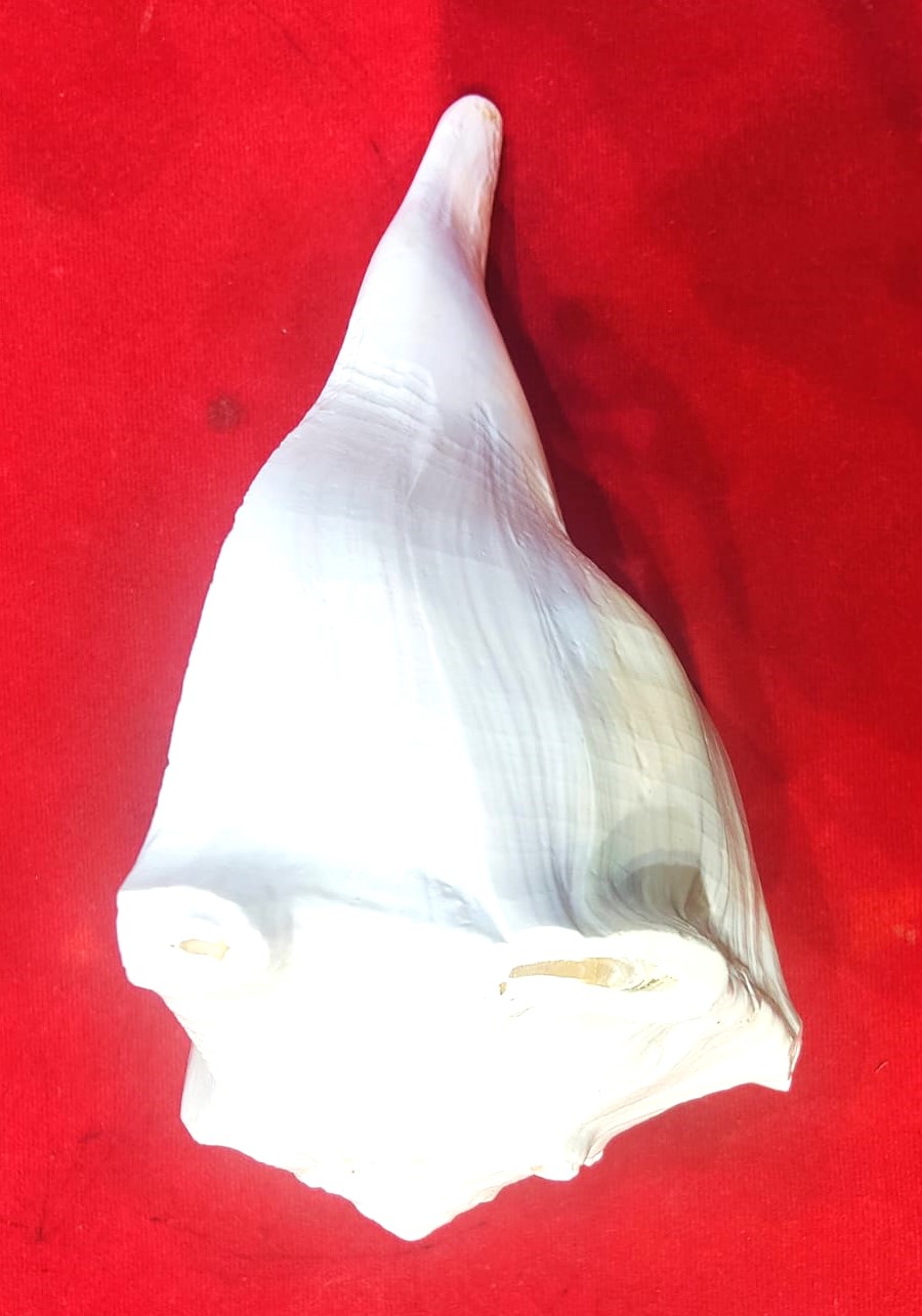 Dakshinavarti shankh