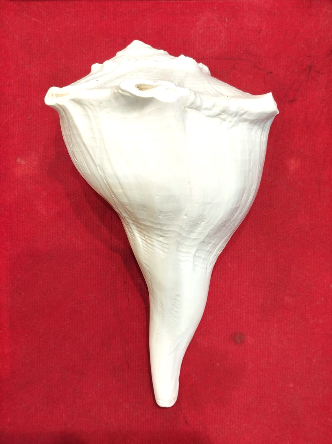 Dakshinavarti shankh