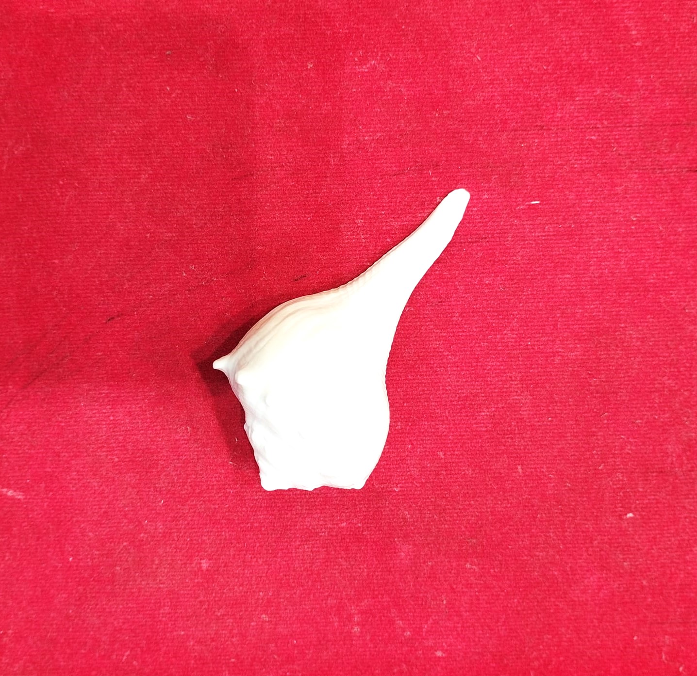 Dakshinavarti shankh