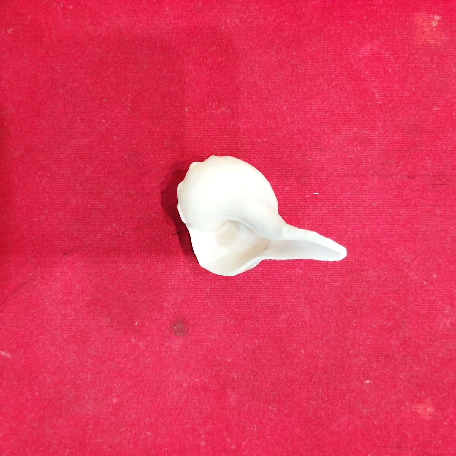 Dakshinavarti shankh