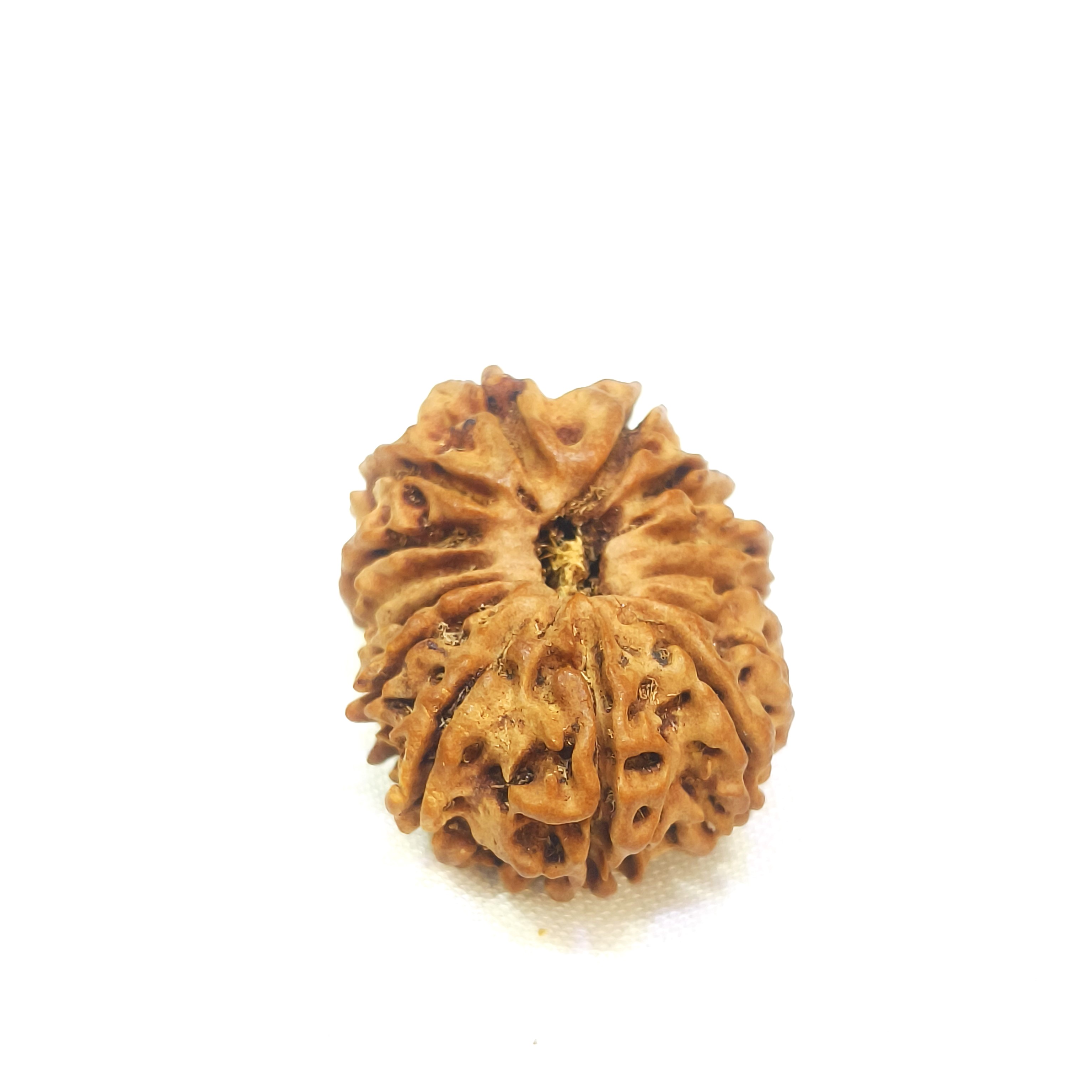 14 mukhi rudraksha