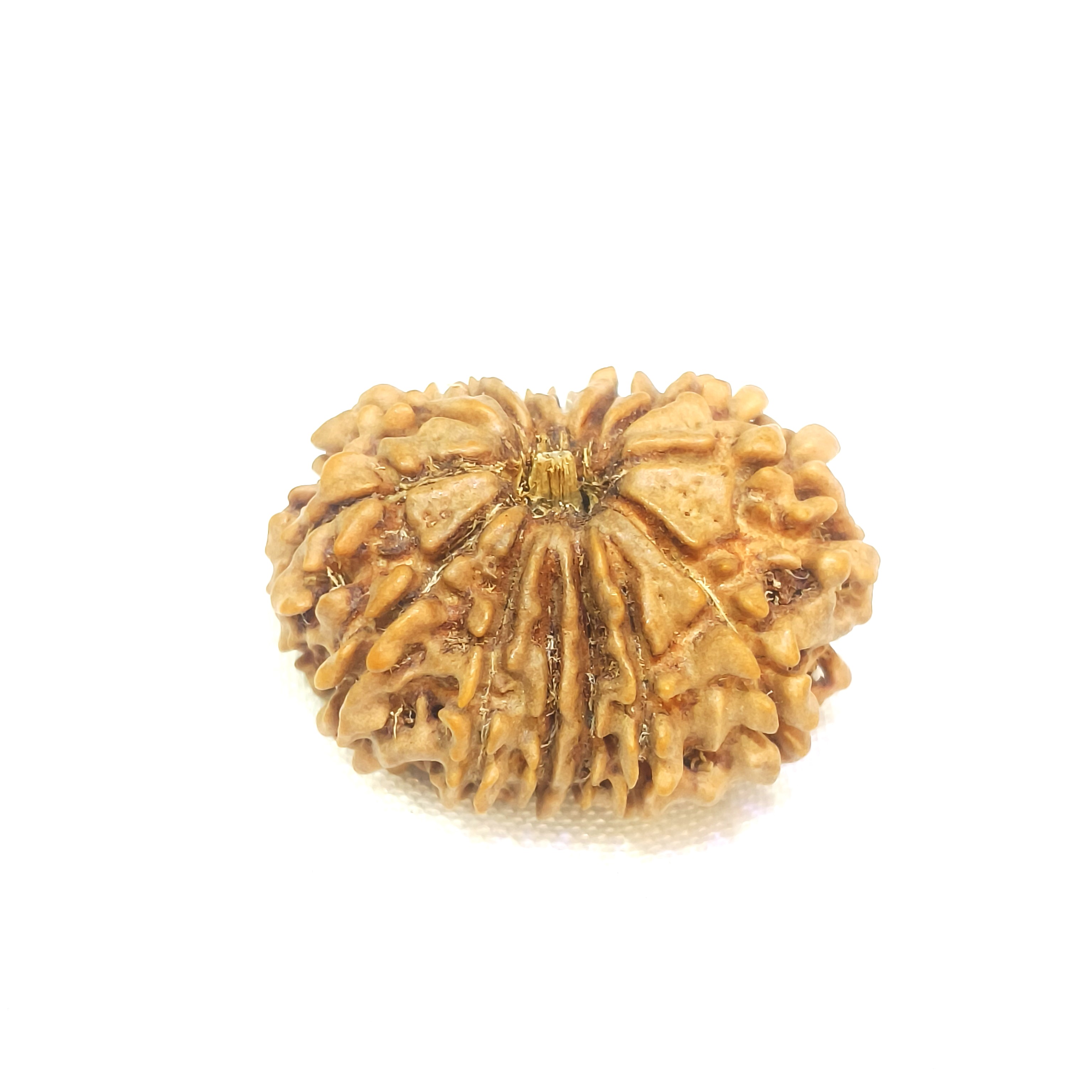 14 mukhi rudraksha