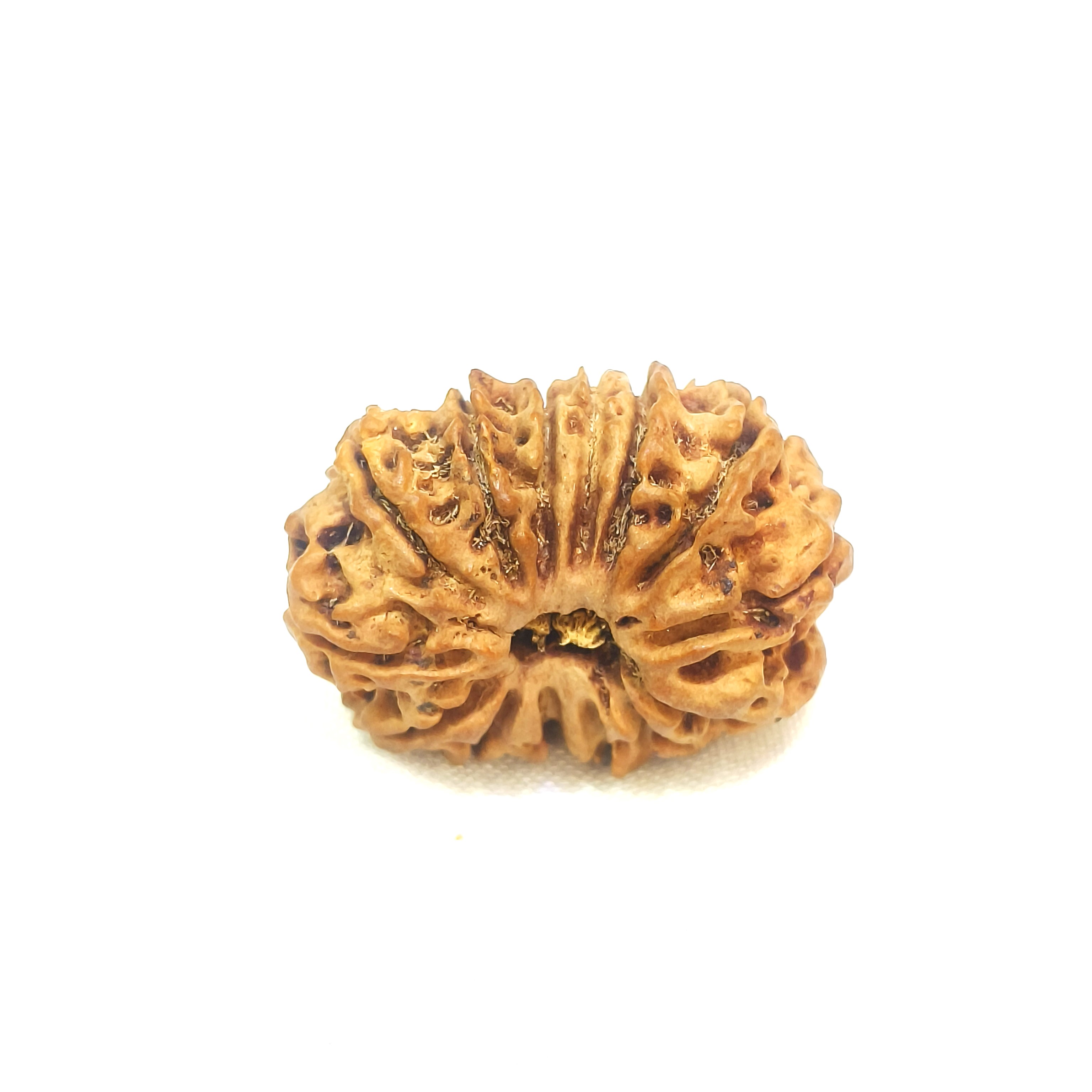 14 mukhi rudraksha