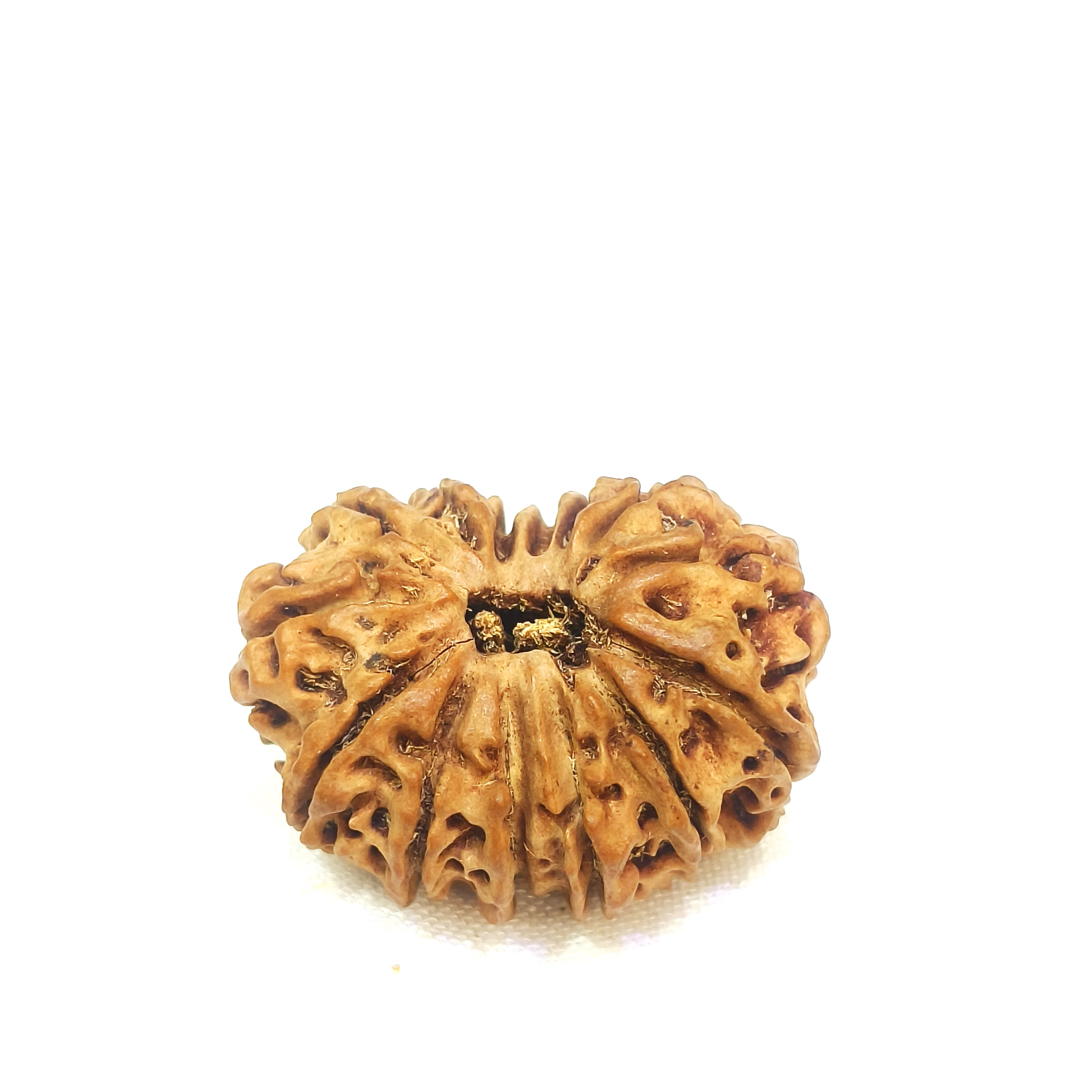 14 mukhi rudraksha
