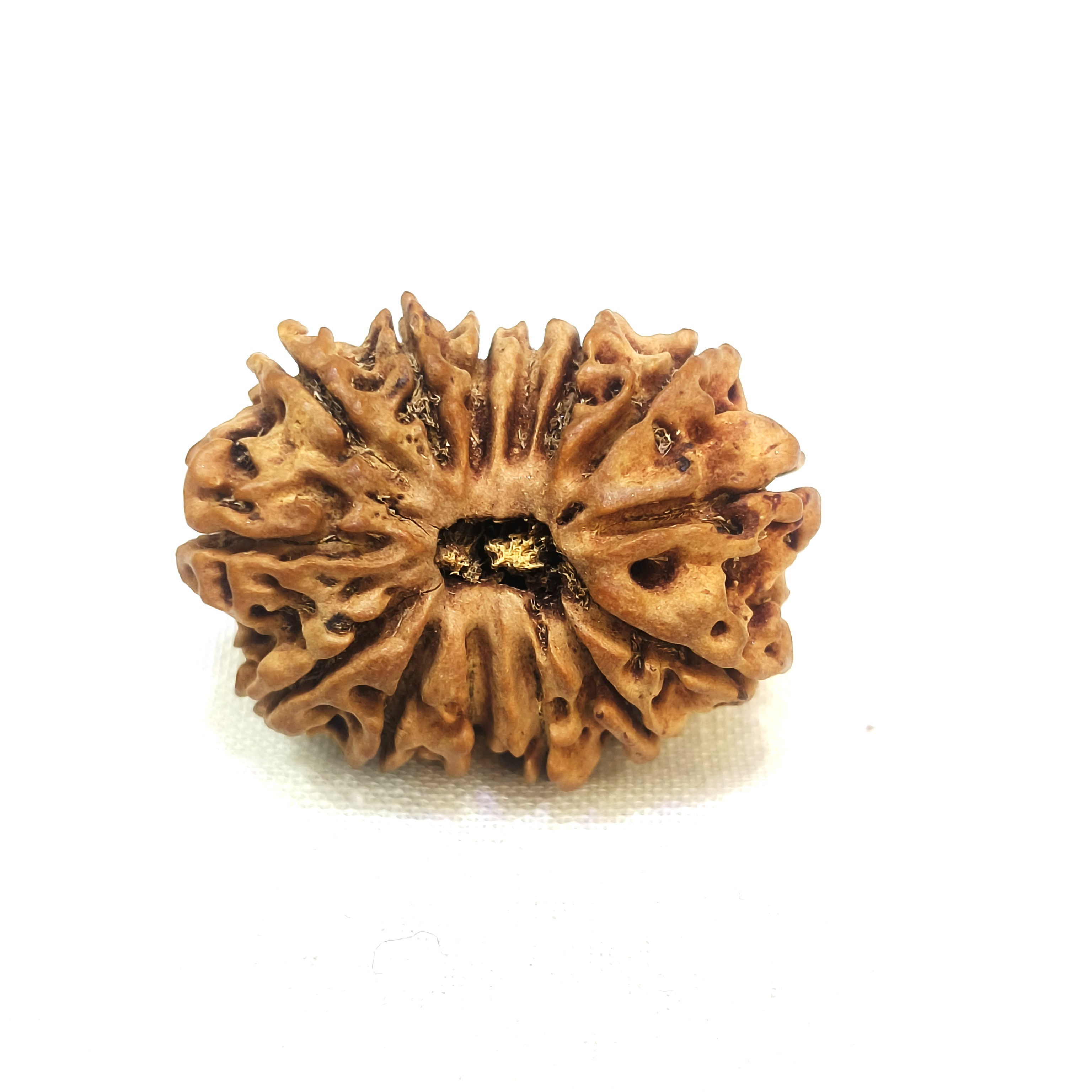 14 mukhi rudraksha
