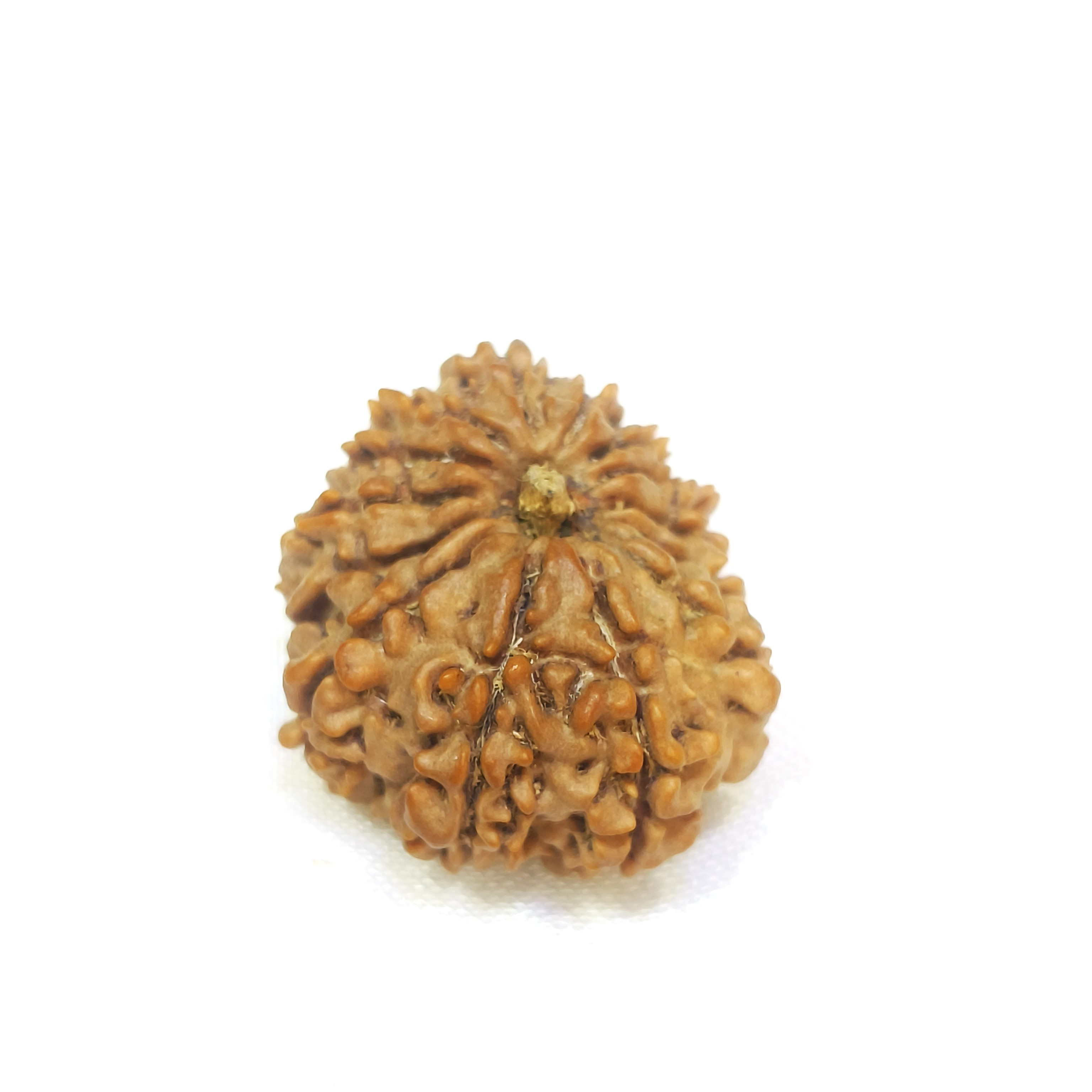 14 mukhi rudraksha